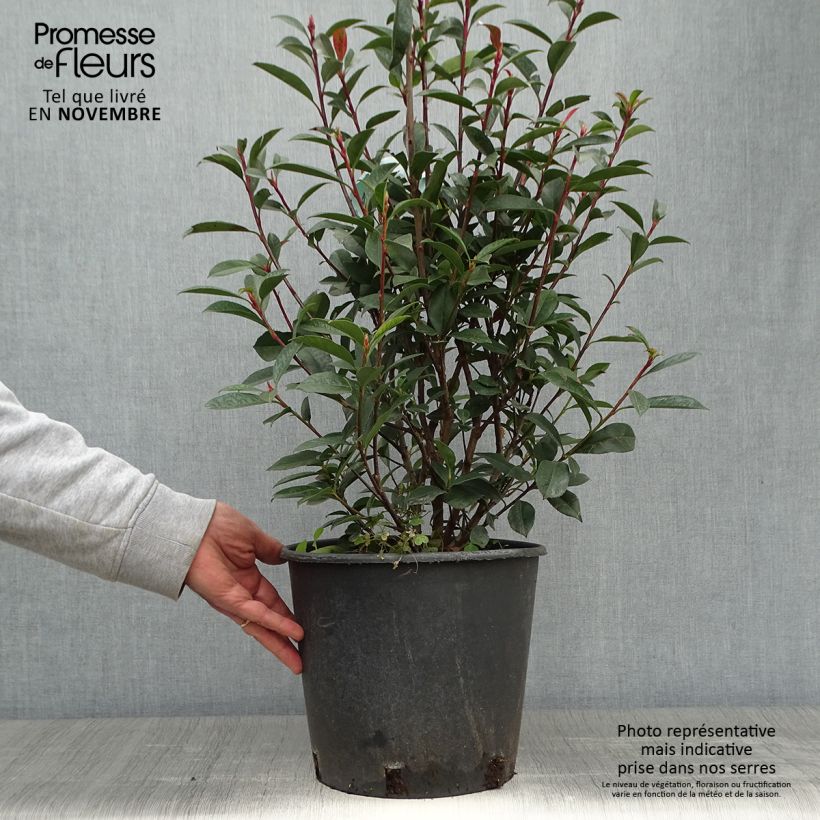 Spécimen de Photinia fraseri Carré Rouge Pot de 7,5L/10L tel que livré en automne
