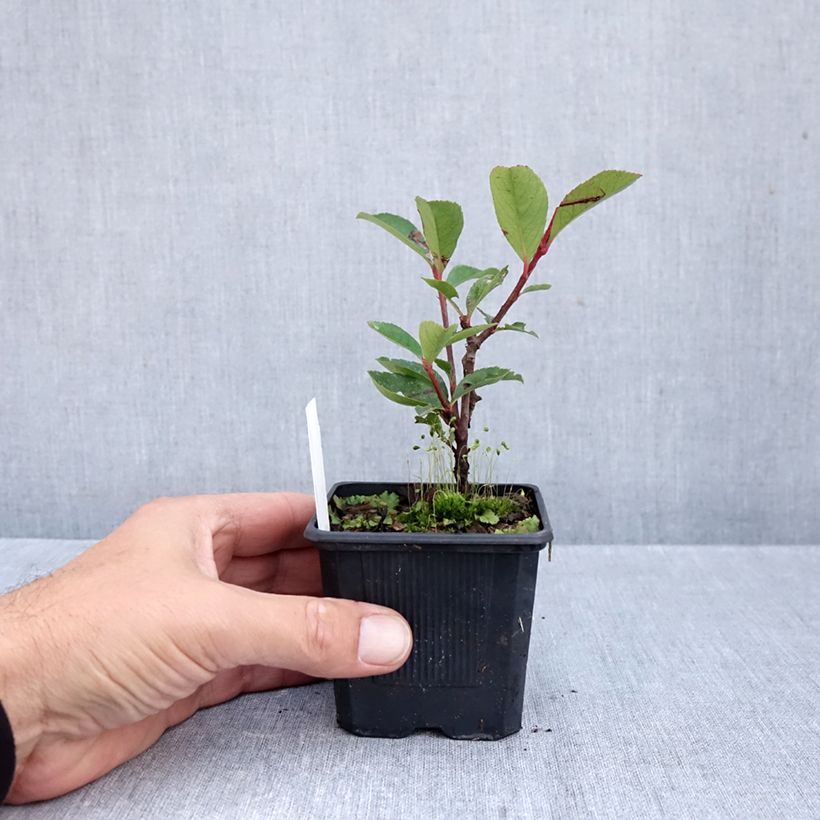 Spécimen de Photinia fraseri Carré Rouge Godet de 8/9 cm tel que livré en automne