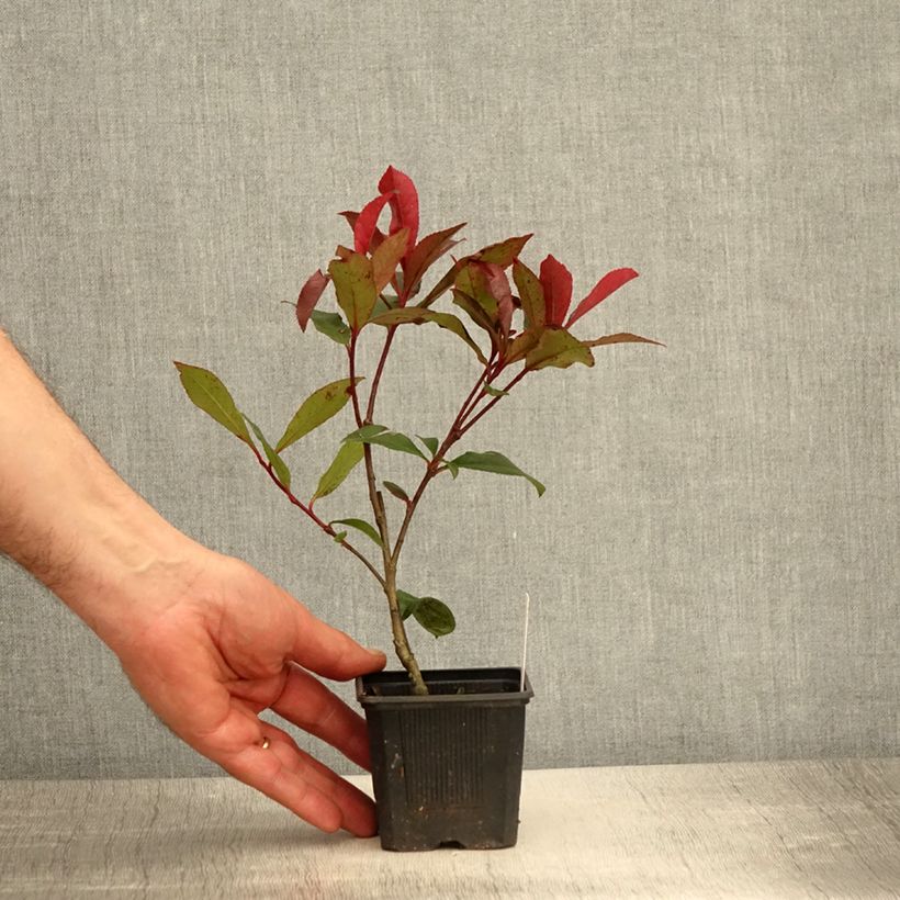 Spécimen de Photinia fraseri Carré Rouge Godet de 8/9 cm tel que livré au printemps