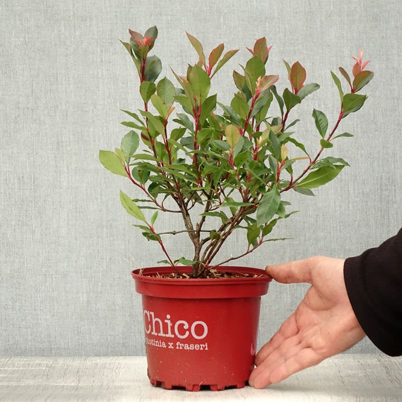 Spécimen de Photinia fraseri Chico Pot de 2L/3L tel que livré en automne
