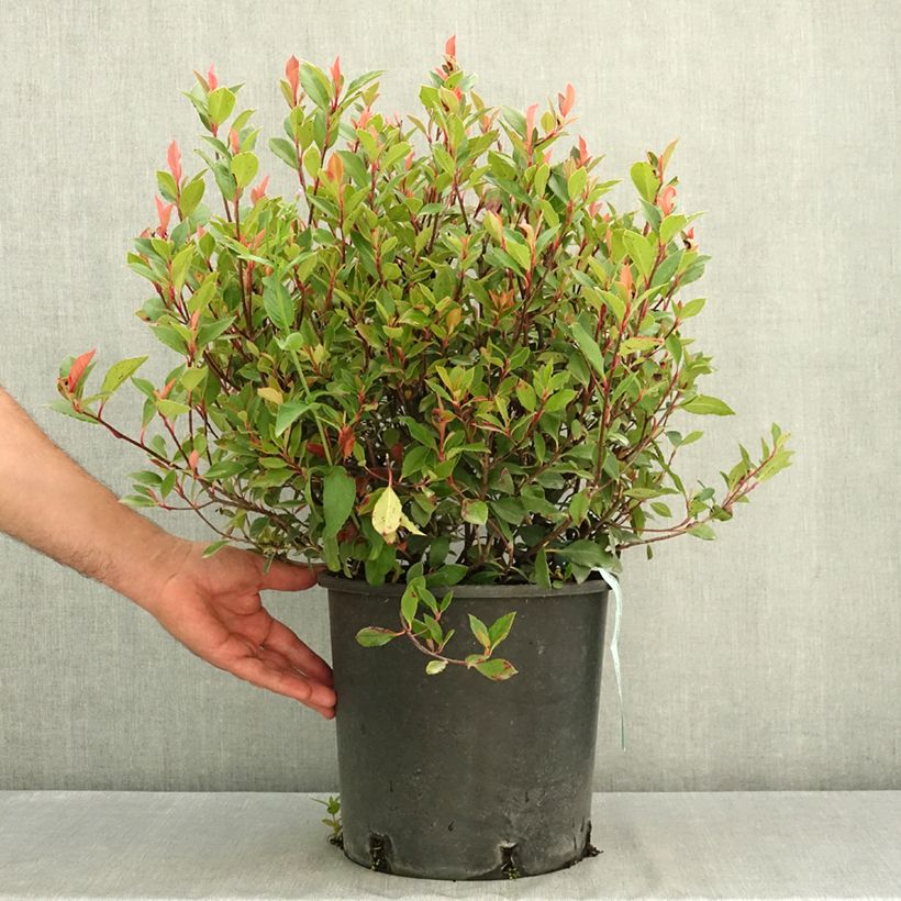 Spécimen de Photinia fraseri Chico Pot de 7,5L/10L tel que livré en été