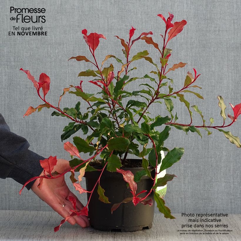 Spécimen de Photinia fraseri Corallina Pot de 1,5L/2L tel que livré en automne