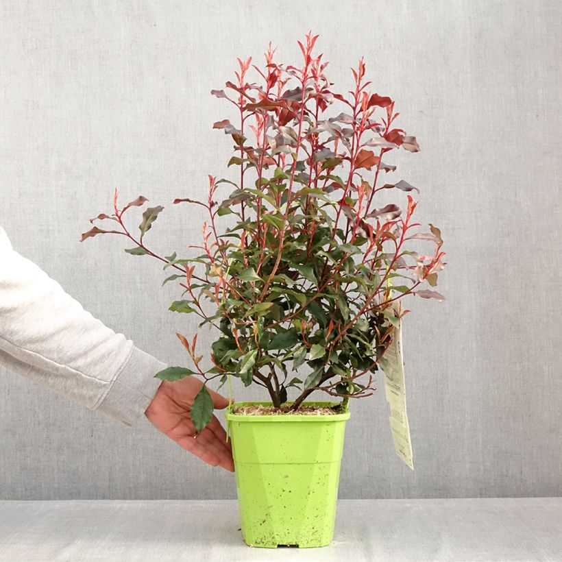 Spécimen de Photinia fraseri Corallina Pot de 3L/4L tel que livré en hiver