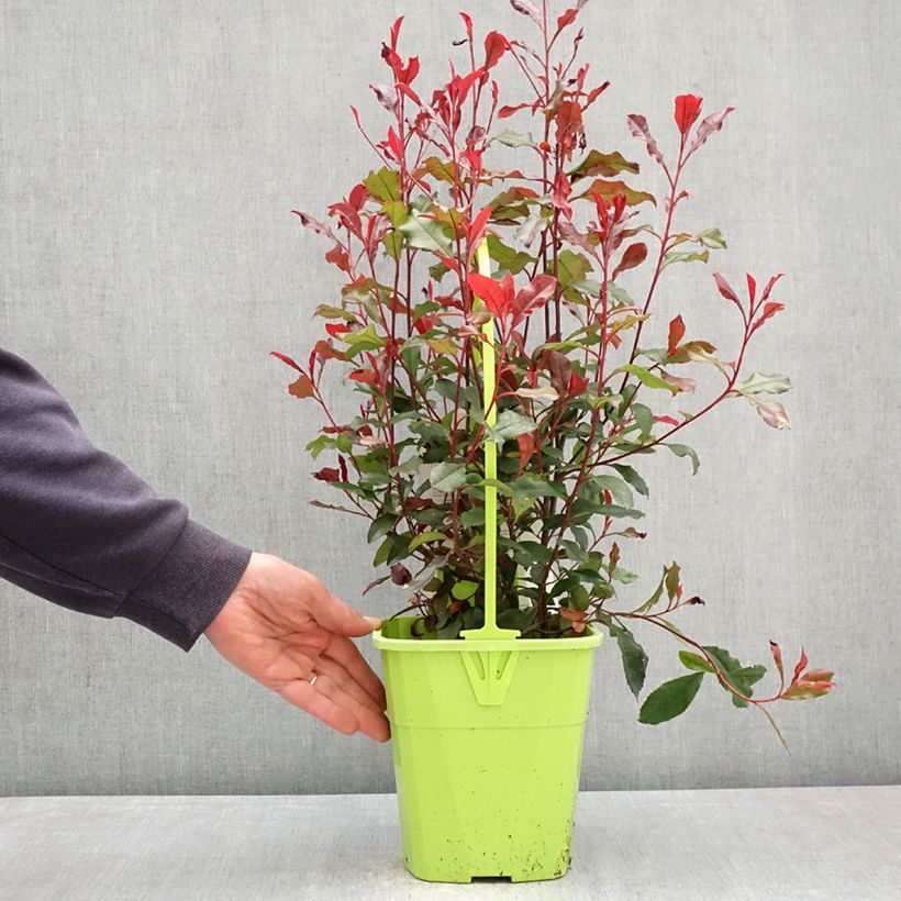 Spécimen de Photinia fraseri Corallina Pot de 3L/4L tel que livré au printemps