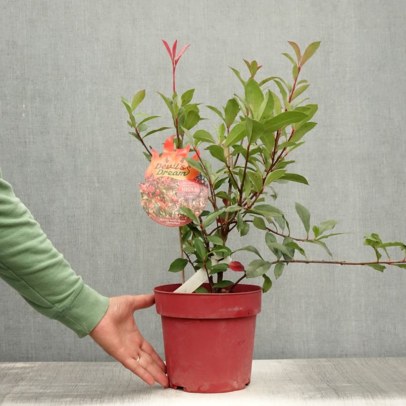Spécimen de Photinia fraseri Devil's Dream Pot de 2L/3L tel que livré en été