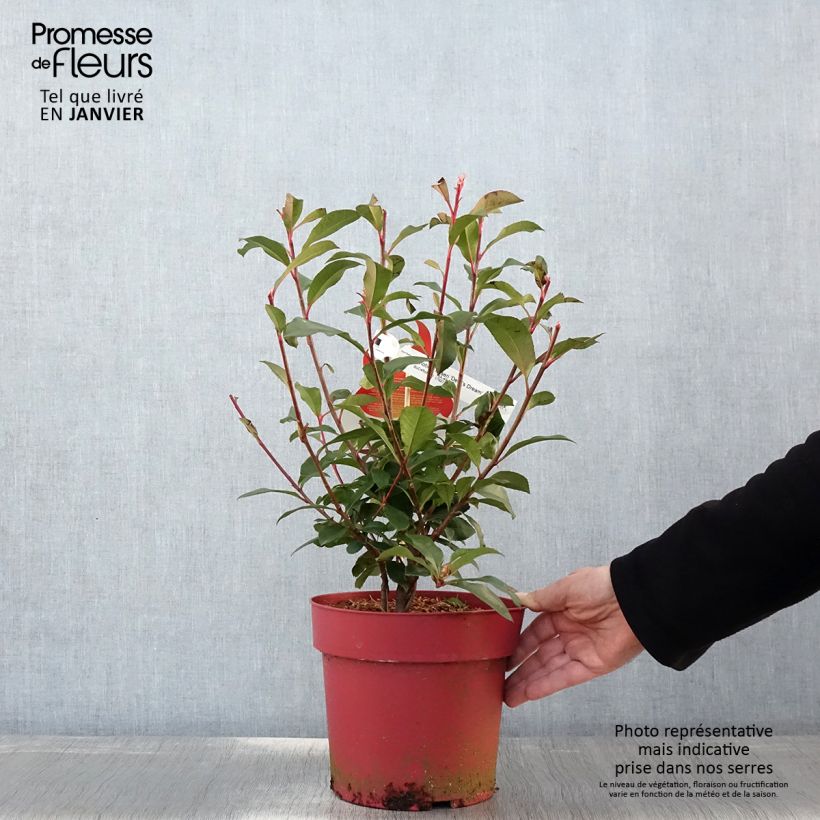 Spécimen de Photinia fraseri Devil's Dream Pot de 2L/3L tel que livré en hiver