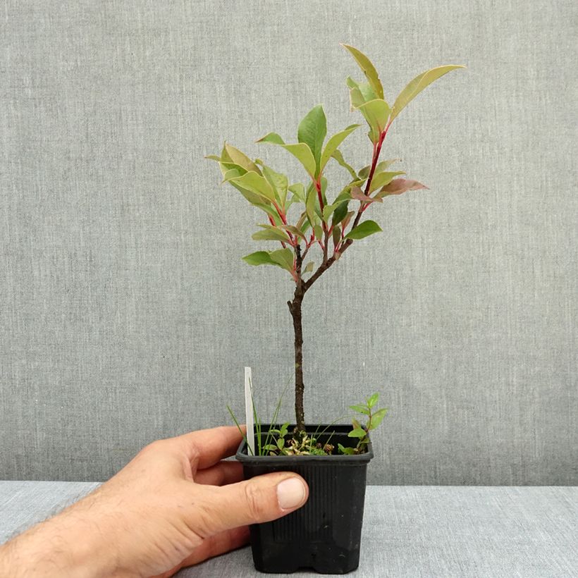 Spécimen de Photinia fraseri Dynamo Red Godet de 8/9 cm tel que livré en automne