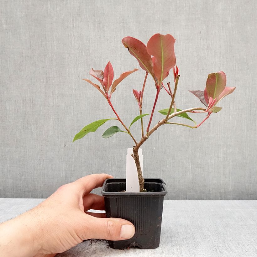 Spécimen de Photinia fraseri Dynamo Red Godet de 8/9 cm tel que livré au printemps
