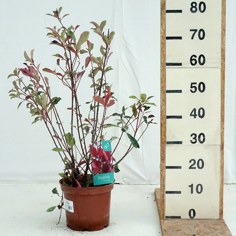 Spécimen de Photinia fraseri Dynamo Red Pot de 4L/5L tel que livré en automne