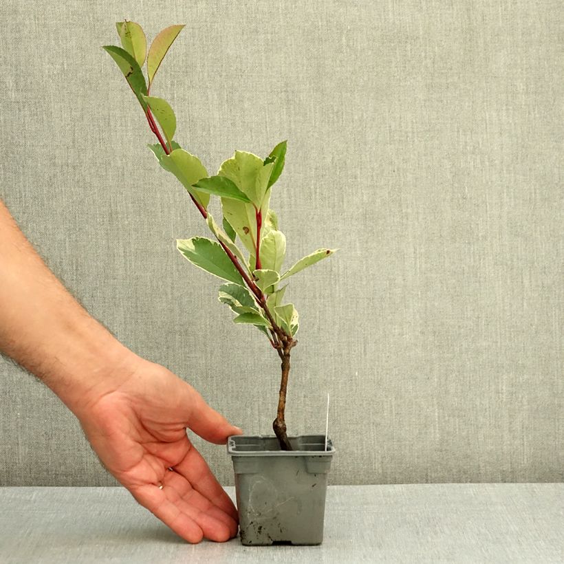 Spécimen de Photinia fraseri Louise Godet de 8/9 cm tel que livré en été