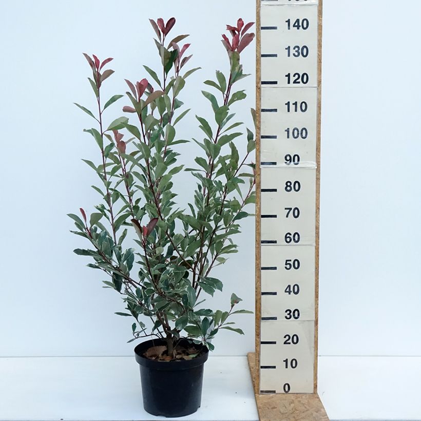 Spécimen de Photinia fraseri Louise Pot de 7,5L/10L tel que livré en automne