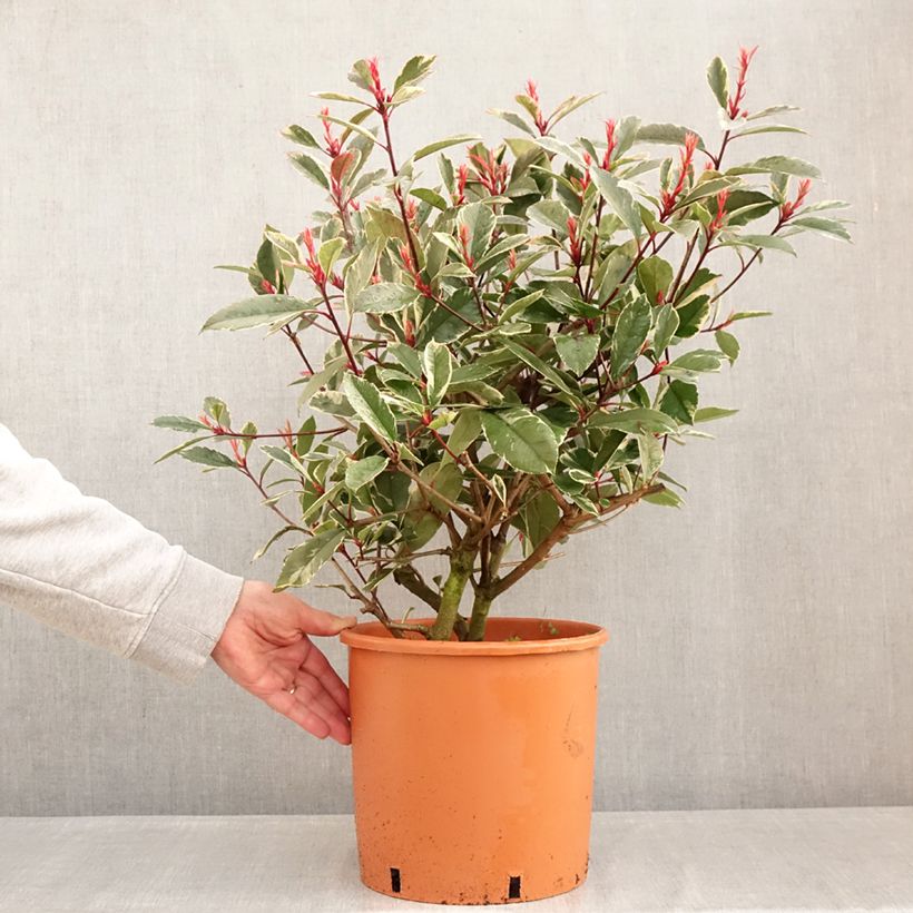 Spécimen de Photinia fraseri Louise Pot de 7,5L/10L tel que livré en hiver