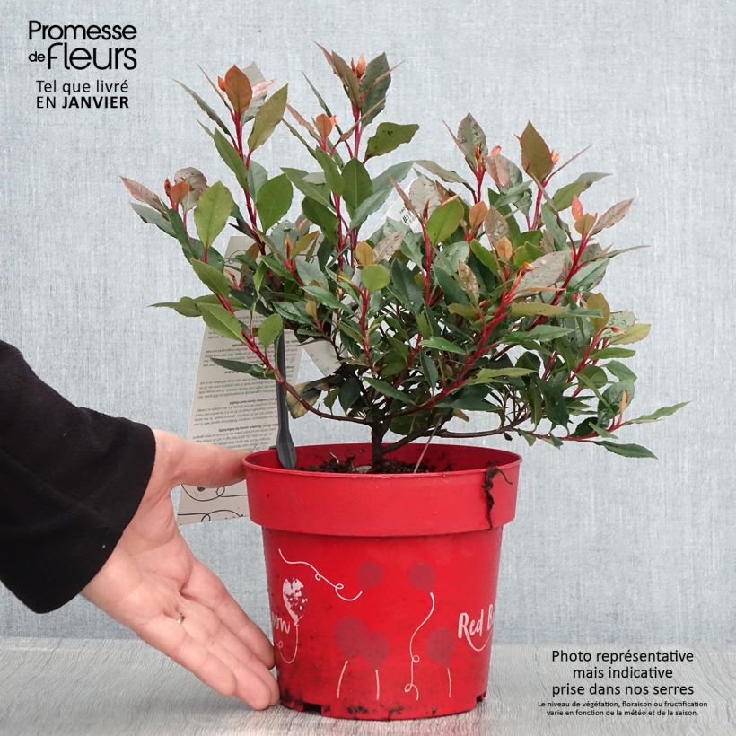 Spécimen de Photinia fraseri Red Ballcoon Pot de 2L/3L tel que livré en hiver