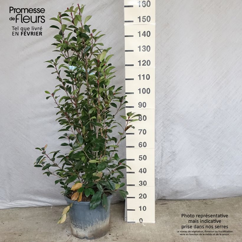 Spécimen de Photinia fraseri Red Robin Pot de 12L/15L tel que livré en hiver