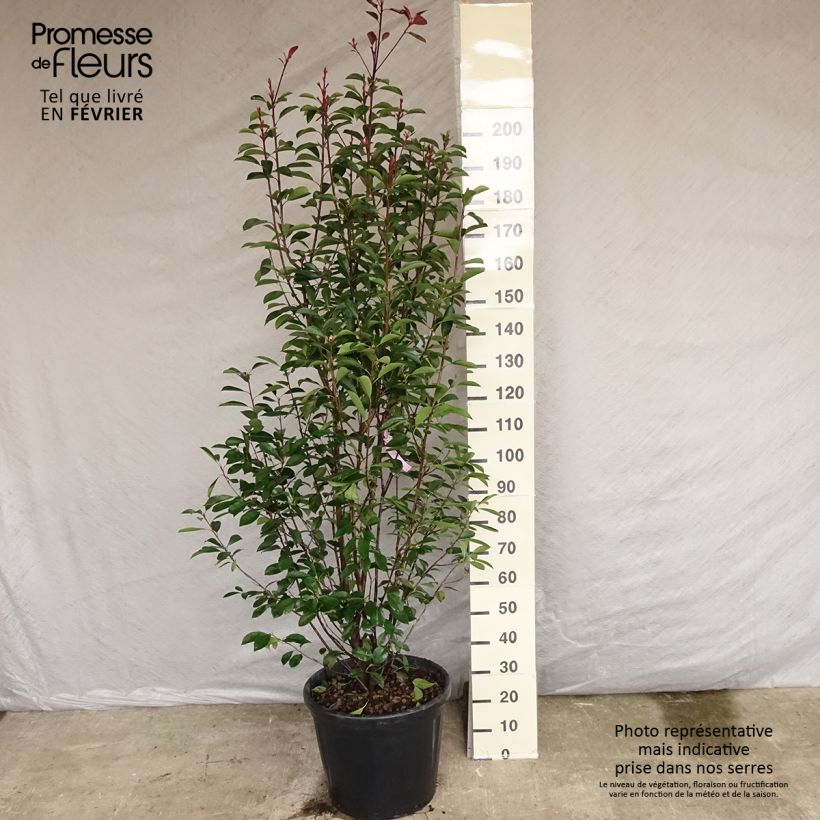 Spécimen de Photinia fraseri Red Robin Pot de 18L/20L tel que livré en hiver