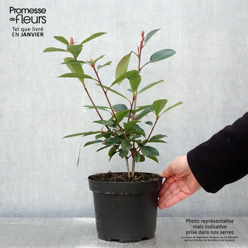 Spécimen de Photinia fraseri Red Robin Pot de 2L/3L tel que livré en hiver