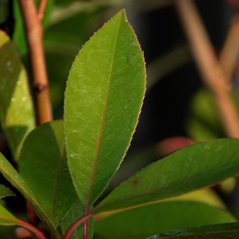 Photinia fraseri Red Robin (Feuillage)