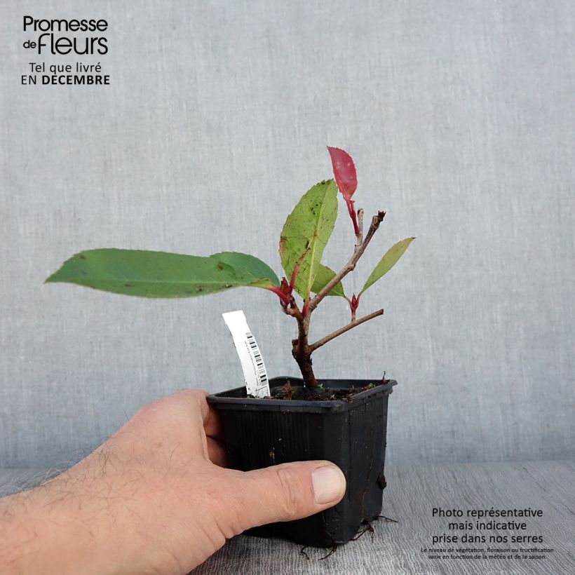 Spécimen de Photinia fraseri Red Robin Godet de 8/9 cm tel que livré en automne