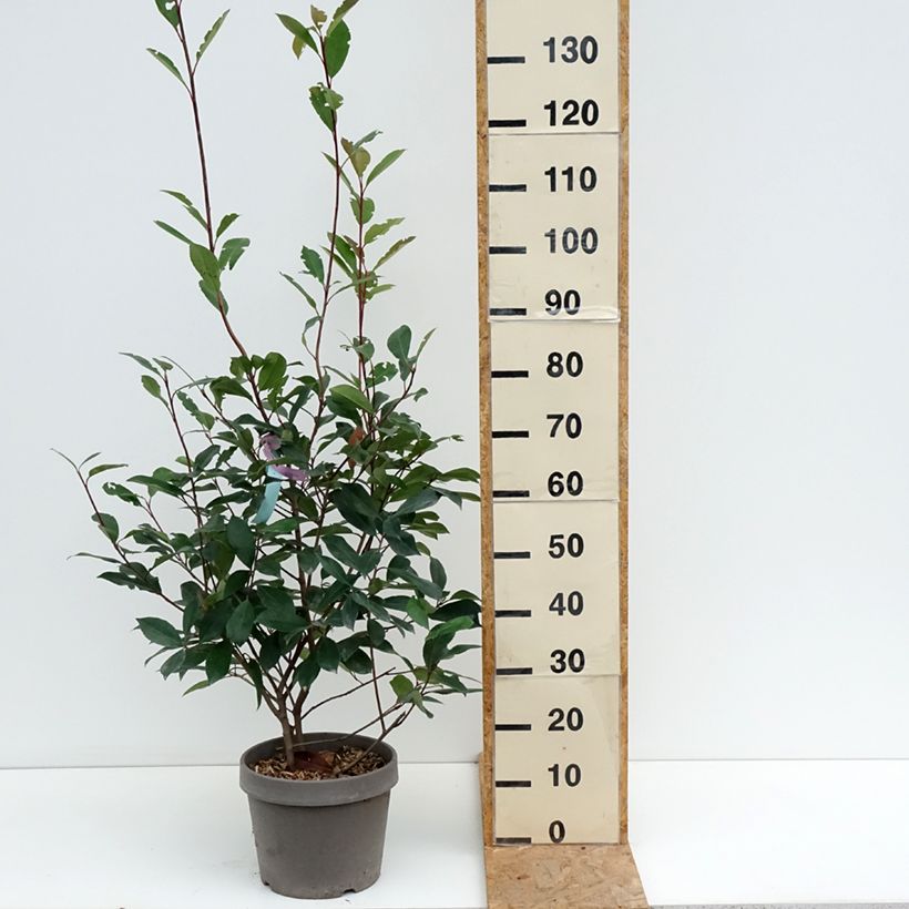 Spécimen de Photinia fraseri Red Robin Pot de 7,5L/10L tel que livré en été