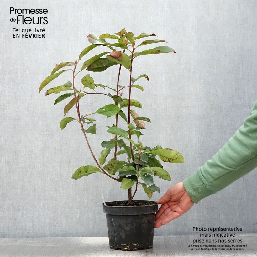 Spécimen de Photinia fraseri Red Select Pot de 3L/4L tel que livré en hiver