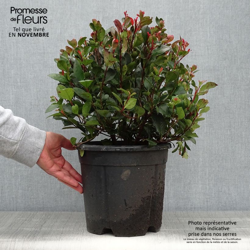 Spécimen de Photinia Little Red Robin en pot de 10L tel que livré en automne