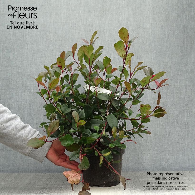 Spécimen de Photinia Little Red Robin Pot de 2L/3L tel que livré en automne