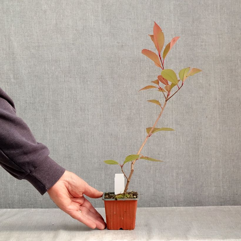 Spécimen de Photinia Little Red Robin Godet de 8/9 cm tel que livré en automne
