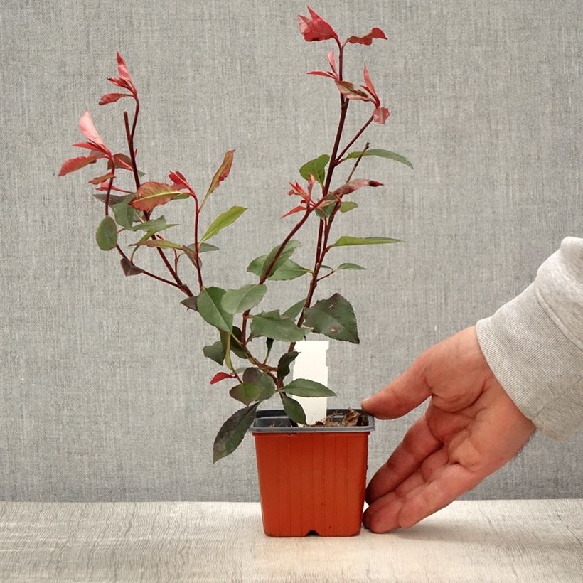 Spécimen de Photinia Little Red Robin Godet de 8/9 cm tel que livré au printemps