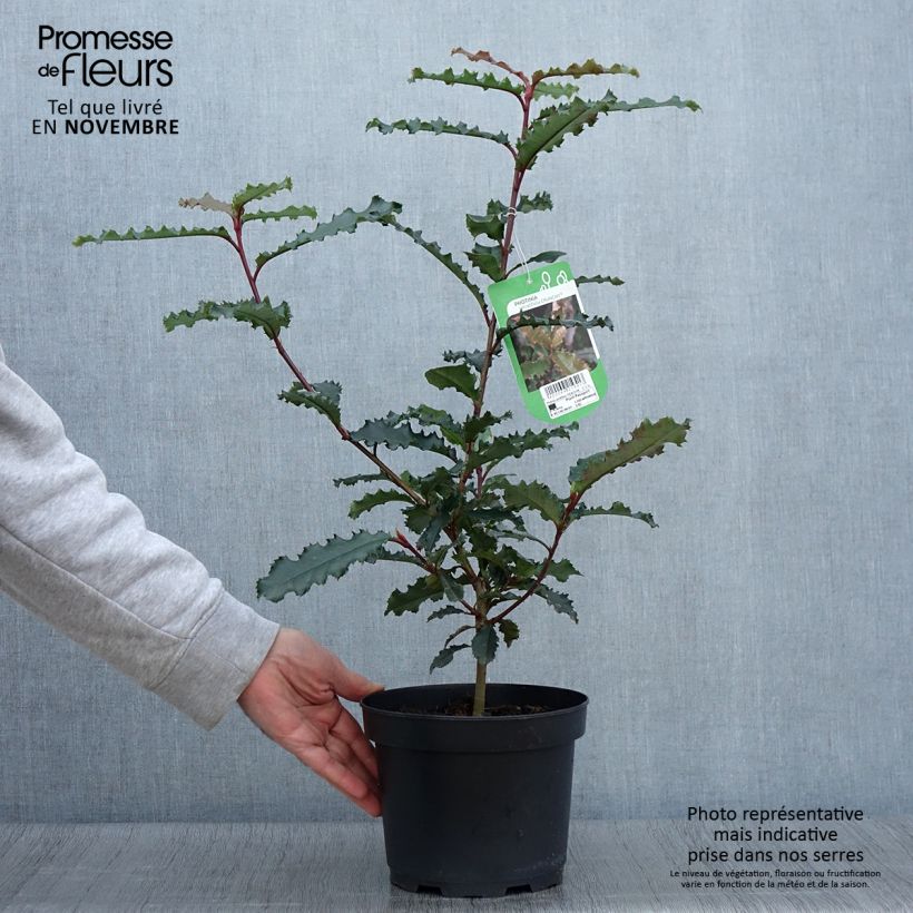 Spécimen de Photinia serratifolia Crunchy Pot de 2L/3L tel que livré en automne