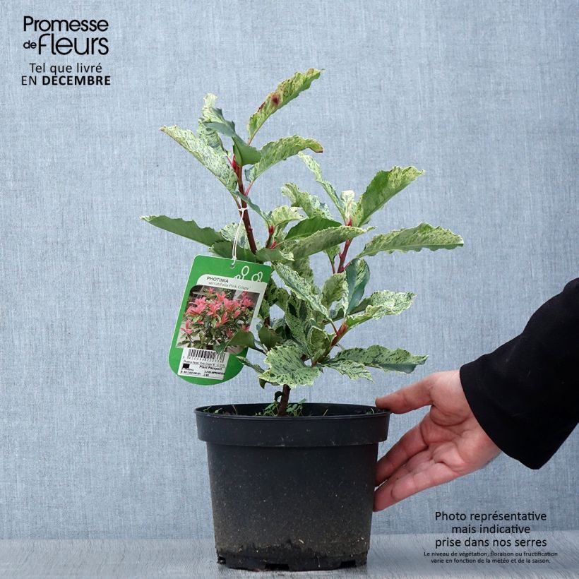 Spécimen de Photinia serratifolia Pink Crispy Pot de 2L/3L tel que livré en automne