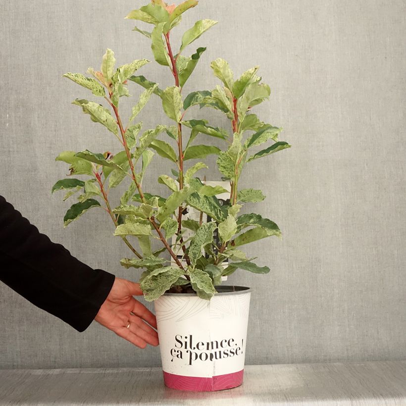 Spécimen de Photinia serratifolia Pink Crispy Pot de 4L/5L tel que livré en automne