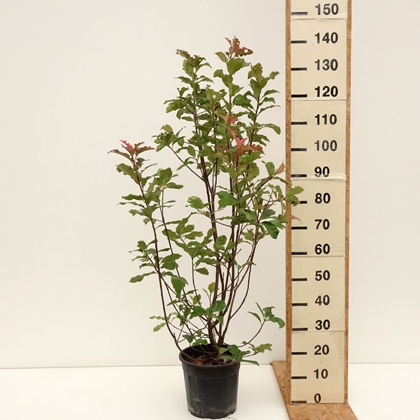Spécimen de Photinia x fraseri Magical Volcano Pot de 7,5L/10L tel que livré en automne