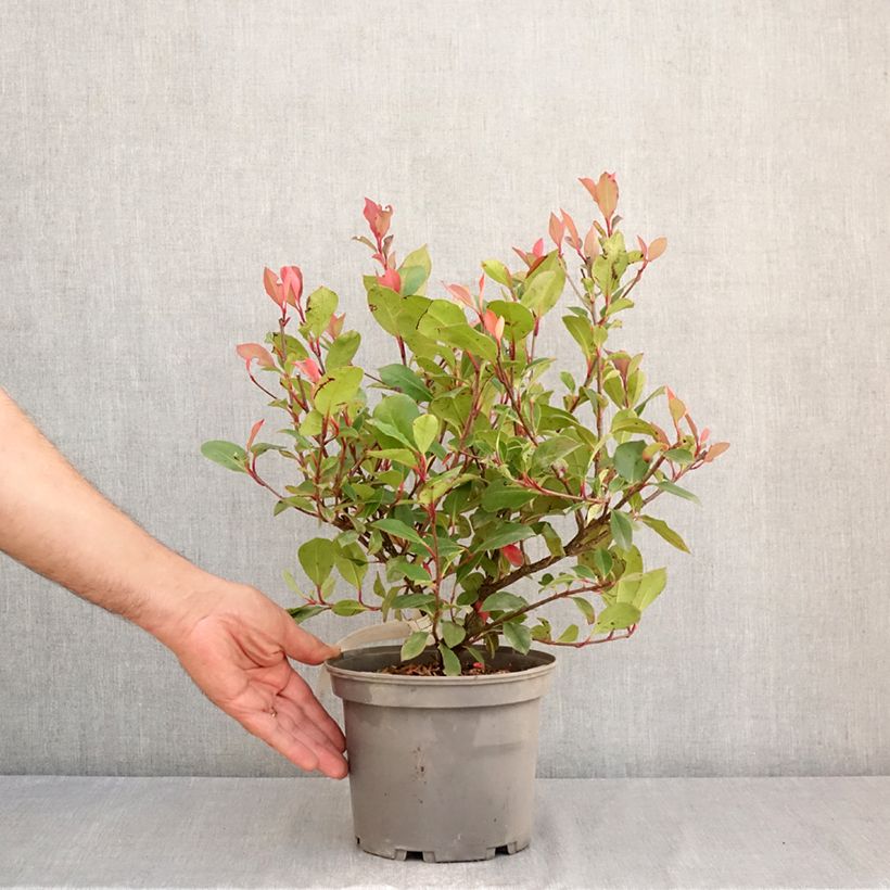 Spécimen de Photinia x fraseri Nana Pot de 2L/3L tel que livré en été