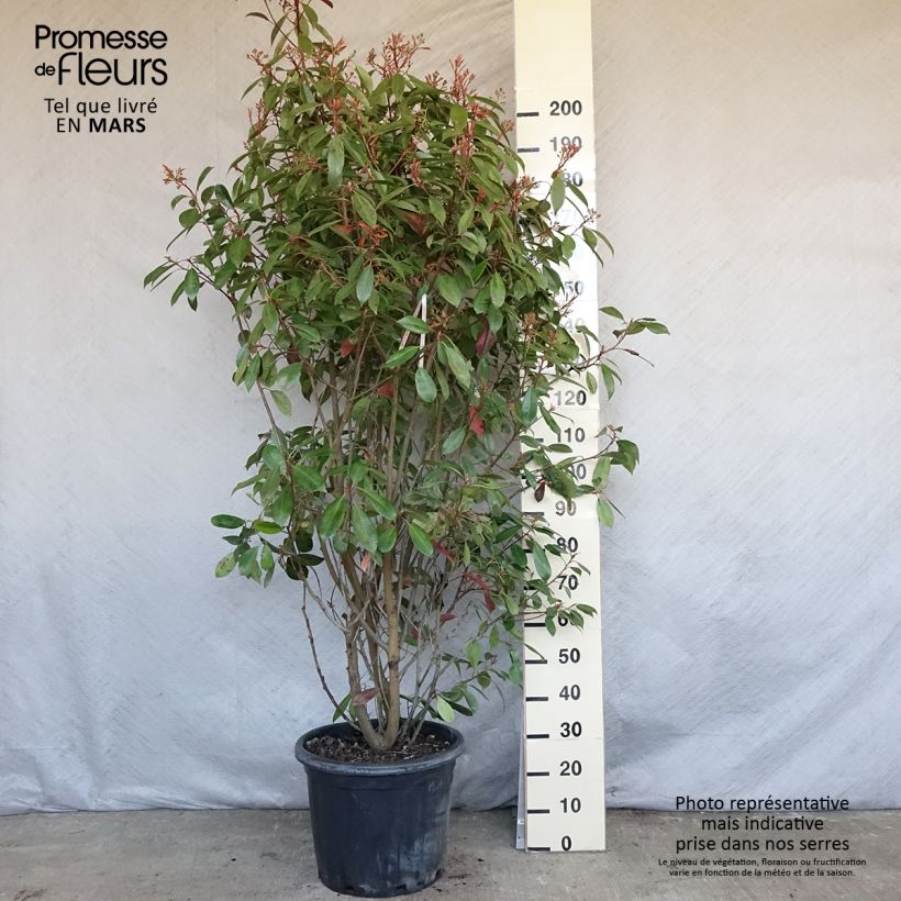 Spécimen de Photinia fraseri Red Robin Pot de 30L/35L tel que livré au printemps