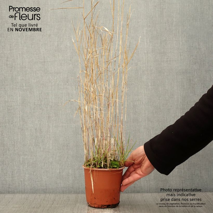 Spécimen de Phragmites australis - Roseau commun Pot de 1L/1,5L tel que livré en automne