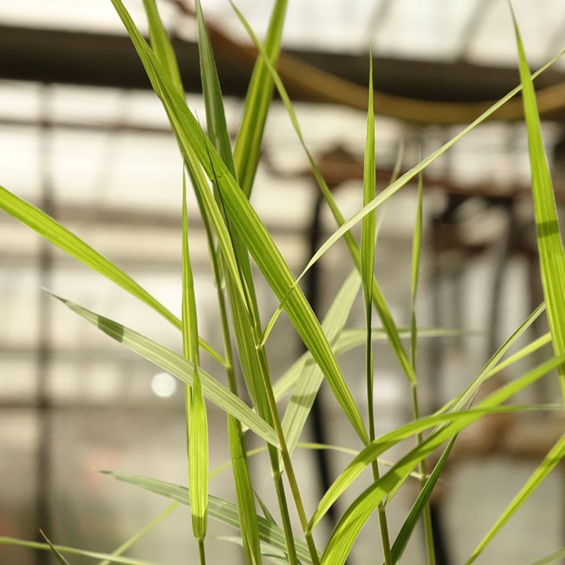 Phragmites australis Variegatus - Roseau panaché (Feuillage)