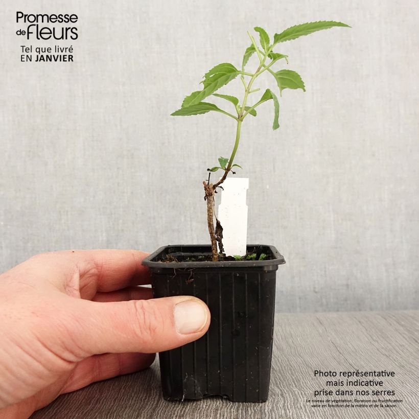 Spécimen de Phygelius capensis - Fuchsia du Cap Godet de 8/9 cm tel que livré en hiver