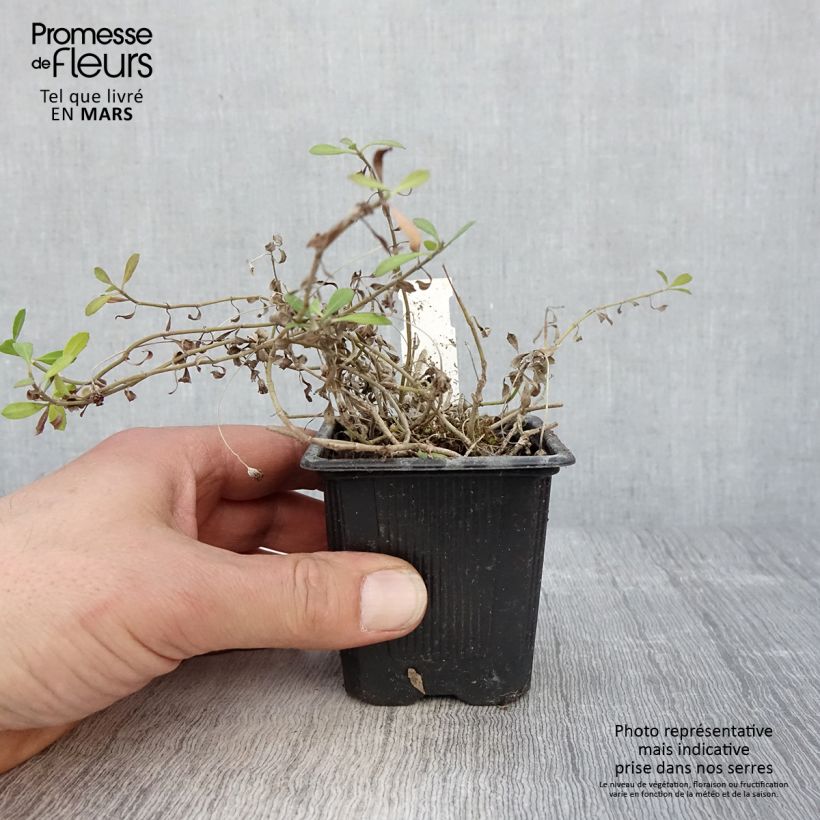 Spécimen de Phyla nodiflora var. canescens - Lippia nodiflora Godet de 7/8 cm tel que livré au printemps