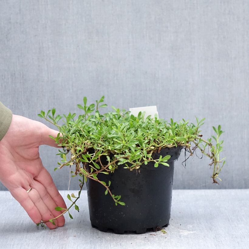 Spécimen de Phyla ou Lippia nodiflora - Verveine nodulaire Pot de 2L/3L tel que livré en hiver