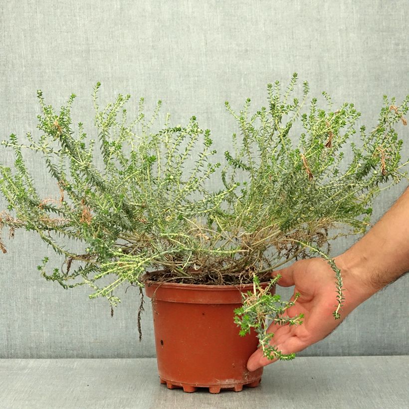 Spécimen de Phylica ericoides - Bruyère du cap Pot de 3L/4L tel que livré en été