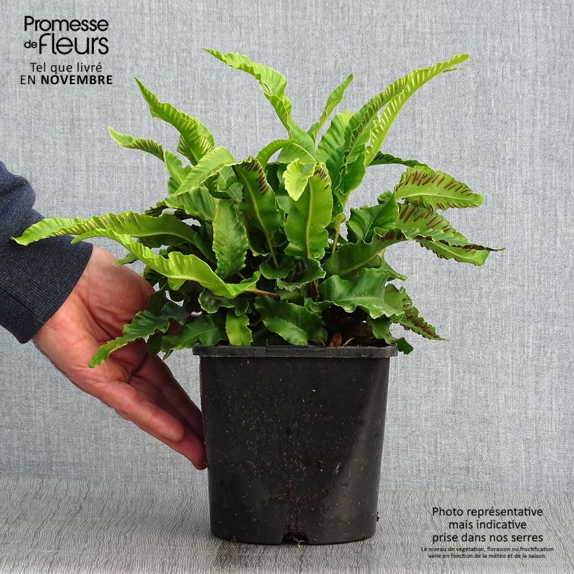 Spécimen de Phyllitis scolopendrium - Fougère Scolopendre Pot de 2L/3L tel que livré en automne