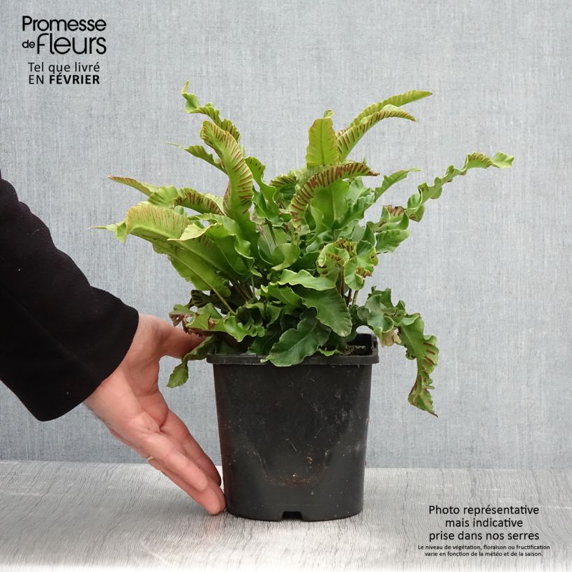 Spécimen de Phyllitis scolopendrium - Fougère Scolopendre Pot de 2L/3L tel que livré en hiver