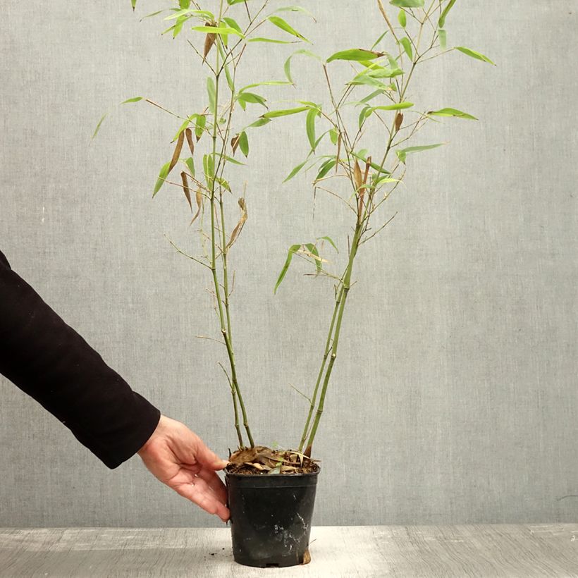 Spécimen de Phyllostachys atrovaginata Green Perfume - Bambou moyen Pot de 2L/3L tel que livré en automne