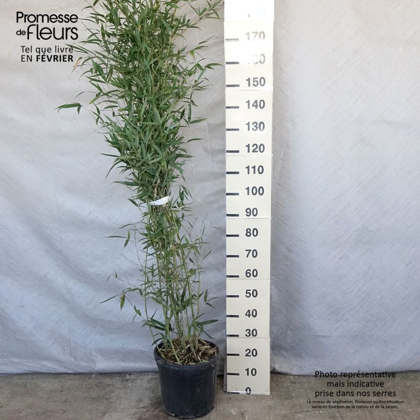 Spécimen de Phyllostachys aurea Holochrysa - Bambou doré Pot de 12L/15L tel que livré en hiver