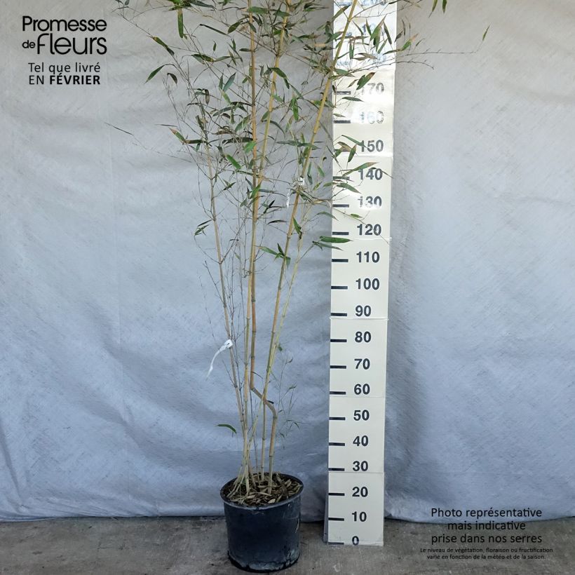 Spécimen de Phyllostachys aureosulcata Spectabilis - Bambou moyen Pot de 7,5L/10L tel que livré en hiver