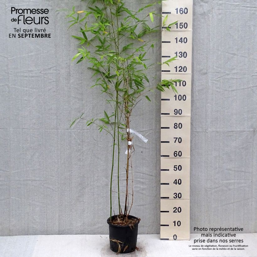 Spécimen de Phyllostachys glauca - Bambou moyen Pot de 4L/5L tel que livré en automne