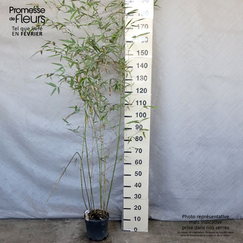 Spécimen de Phyllostachys glauca - Bambou moyen Pot de 4L/5L tel que livré en hiver