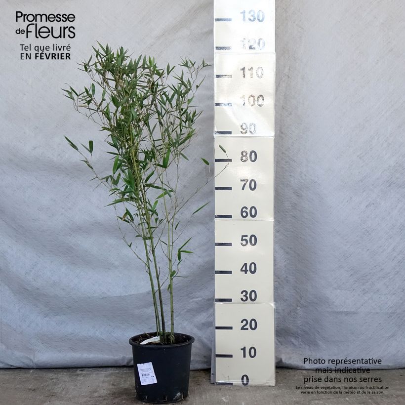 Spécimen de Phyllostachys heteroclada - Bambou en écailles de poisson Pot de 4L/5L tel que livré en hiver