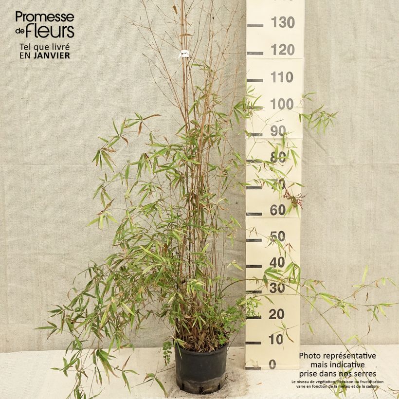 Spécimen de Phyllostachys humilis - Bambou moyen Pot de 4L/5L tel que livré en hiver