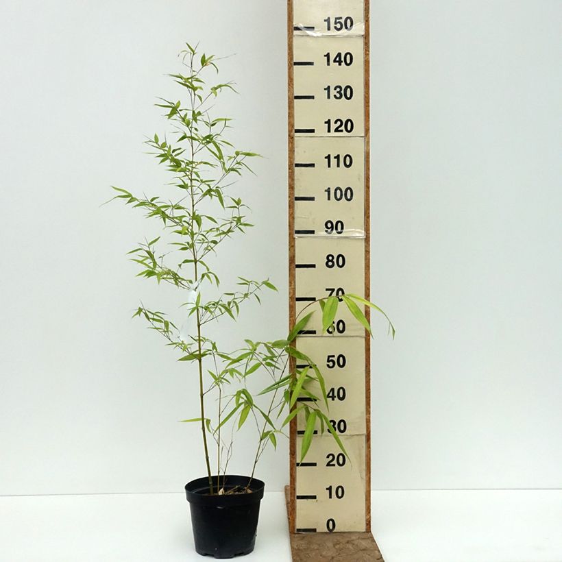 Spécimen de Phyllostachys iridescens - Bambou géant Pot de 4L/5L tel que livré en été